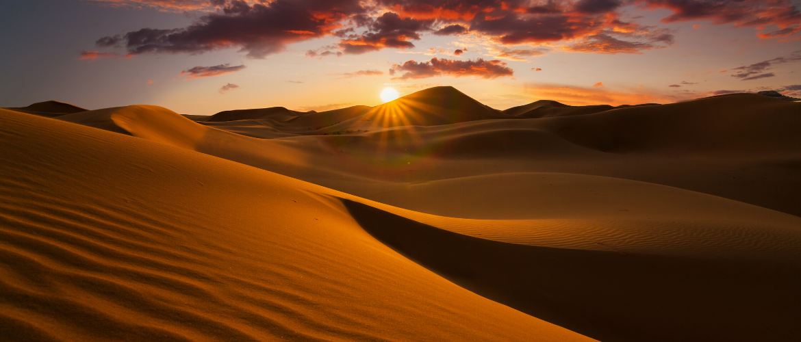 Fall Into The Dunes With Tucketts and Plant a Tree!