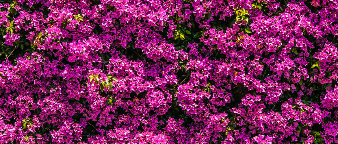 Toe-Tally In Bloom Collection